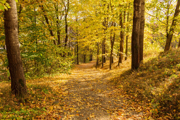 Pathway through the autumn park