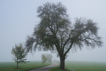 tree in the fog
