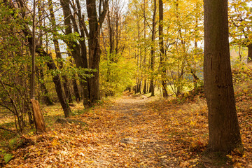 Pathway through the autumn park