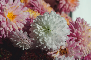 A close up photo of a bunch of dark pink chrysanthemum flowers with yellow centers and white tips...