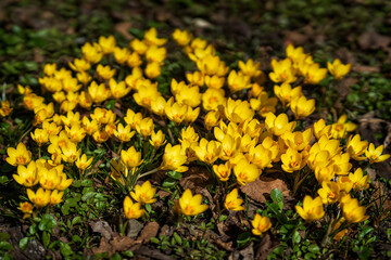 Ficaria verna, yellow spring flowers in spring forest, selective focus. Abstract blurred natural background