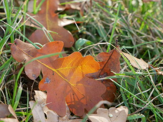 Jesienny liść dębu