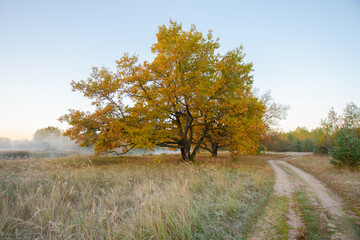 Beautiful foggy morning at the old oaks avenue