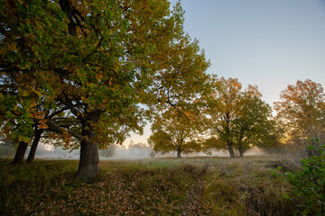 oak trees giants on a summer foggy morning.