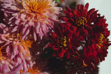 A close up photo of a bunch of dark pink chrysanthemum flowers with yellow centers and white tips...