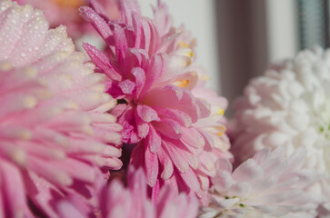 A close up photo of a bunch of dark pink chrysanthemum flowers with yellow centers and white tips on their petals.