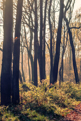Las w jesienny ,słoneczny ,mglisty poranek