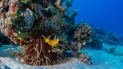 clownfish Nemo