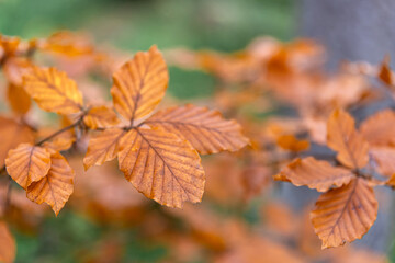 Yellow autumn leaves on a tree in the forest, macro shot.