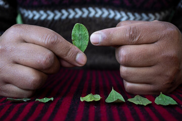 Hands of indigenous, jilata, yatiri, shaman, interpreting the reading of the traditional coca leaf....