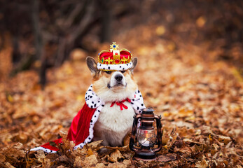 funny corgi dog puppy sitting in an autumn garden among fallen leaves in a royal robe and crown