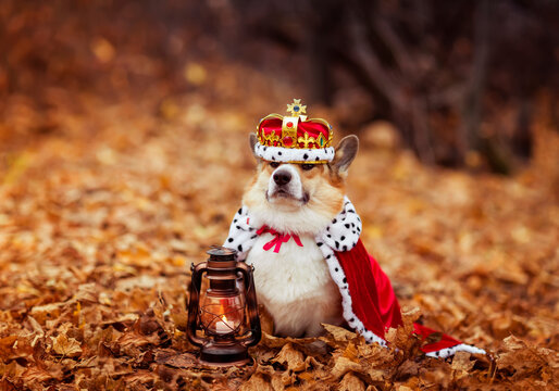 funny corgi dog puppy sitting in an autumn garden among fallen leaves in a royal robe and crown