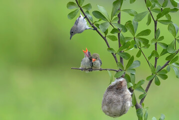 Female scarlet-headed flowerpecker bring food to their chicks