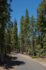 Fototapeta na wymiar Pine Trees Border Walking Path