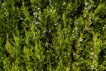 Background, texture of green, evergreen cypress with fruits, cones close-up. Photography of nature.