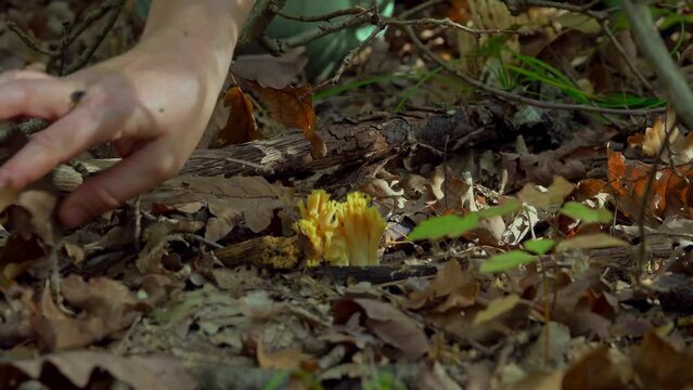 Woman hand picking goatsbeard (Ramaria flava) in pine forests in late summer, esculent fungi