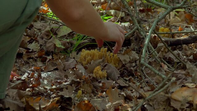 Woman hand picking goatsbeard (Ramaria flava) in pine forests in late summer, esculent fungi