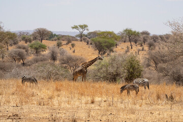 Fototapeta na wymiar Zebras and a Giraffe in Tanzania