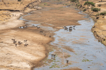 Zebras and Elands on a Riverbed in Tanzania