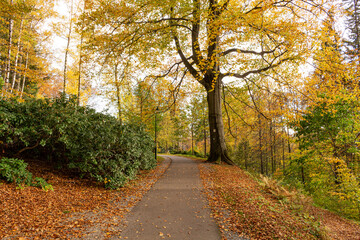Obraz premium Mysterious path full of roots in the middle of wooden coniferous forrest, surrounded by green bushes and leaves