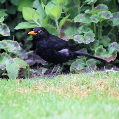 blackbird on the grass