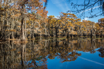 Cypress trees with Spanish moss in autumn season. Caddo Lake in Texas