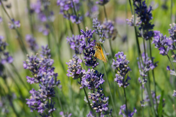Large Skipper butterfly (Ochlodes sylvanus) perched on lavender plant in Zurich, Switzerland