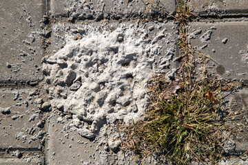 A young tree grows through a cracked concrete floor. A picture from space. lunar landscape