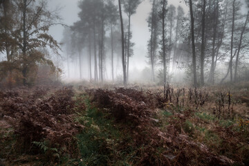 Obraz premium Walking in the misty forest