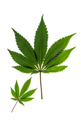 Green and yellow marijuana leafs with white background