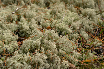 White spherical moss in the forest. Wooded area with growing moss. The texture of lichens of yagel,...