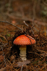 red fly agaric in the coniferous forest close-up, mushrooms in the autumn forest, mushrooms background, autumn landscape with mushrooms, fly agaric in the forest