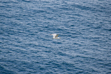 seagull 