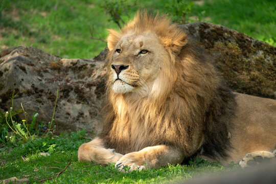 Katanga Lion or Southwest African Lion, panthera leo bleyenberghi. Head Close Up. Natural Habitat. Big lion with dark mane in the green grass in the savanna.Portrait of an african lion in the green.
