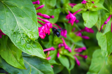 Obraz premium pink flowers and bumblebee