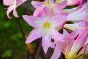 Fototapeta premium Close up of pink lily