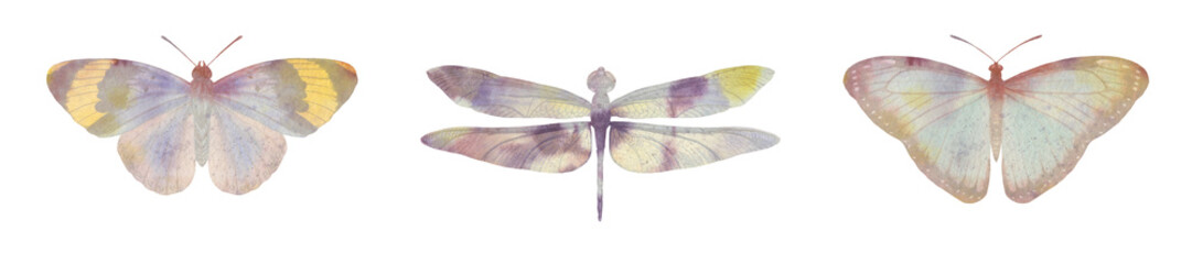 set of watercolor butterflies and dragonfly. collection of butterflies for design