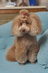beauty poodle toy sitting