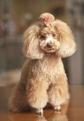 poodle toy studio portrait
