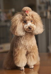 poodle toy studio portrait