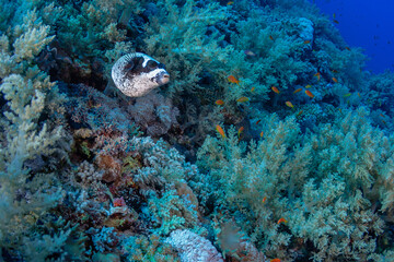 Fototapeta na wymiar swellfish