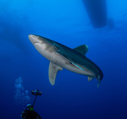 underwater fish shark