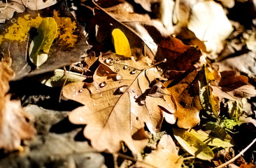 Autumn oak leaf with water drops. Selective focus.
