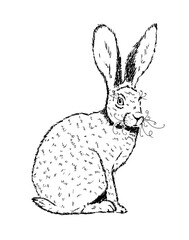 Hare outline by line. Vector illustration