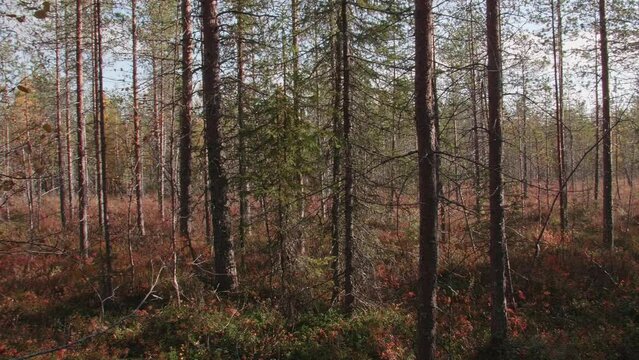A forest in Lapland in autumn with colorful autumn undergrowth in the forefront.