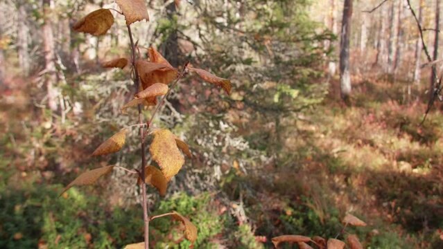 A forest in Lapland in autumn with colorful autumn undergrowth in the forefront.