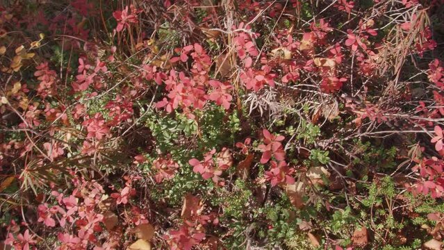 Colorful undergrowth in a forest in Lapland.