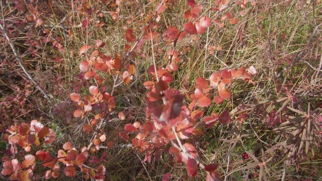 Colorful undergrowth in a forest in Lapland.