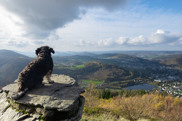 Ein Hund genießt nach der Wanderung, vom Gipfel des Berges, die atemberaubende Aussicht der Landschaft im Sauerland