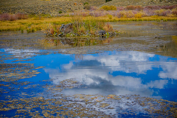 reflection in the water